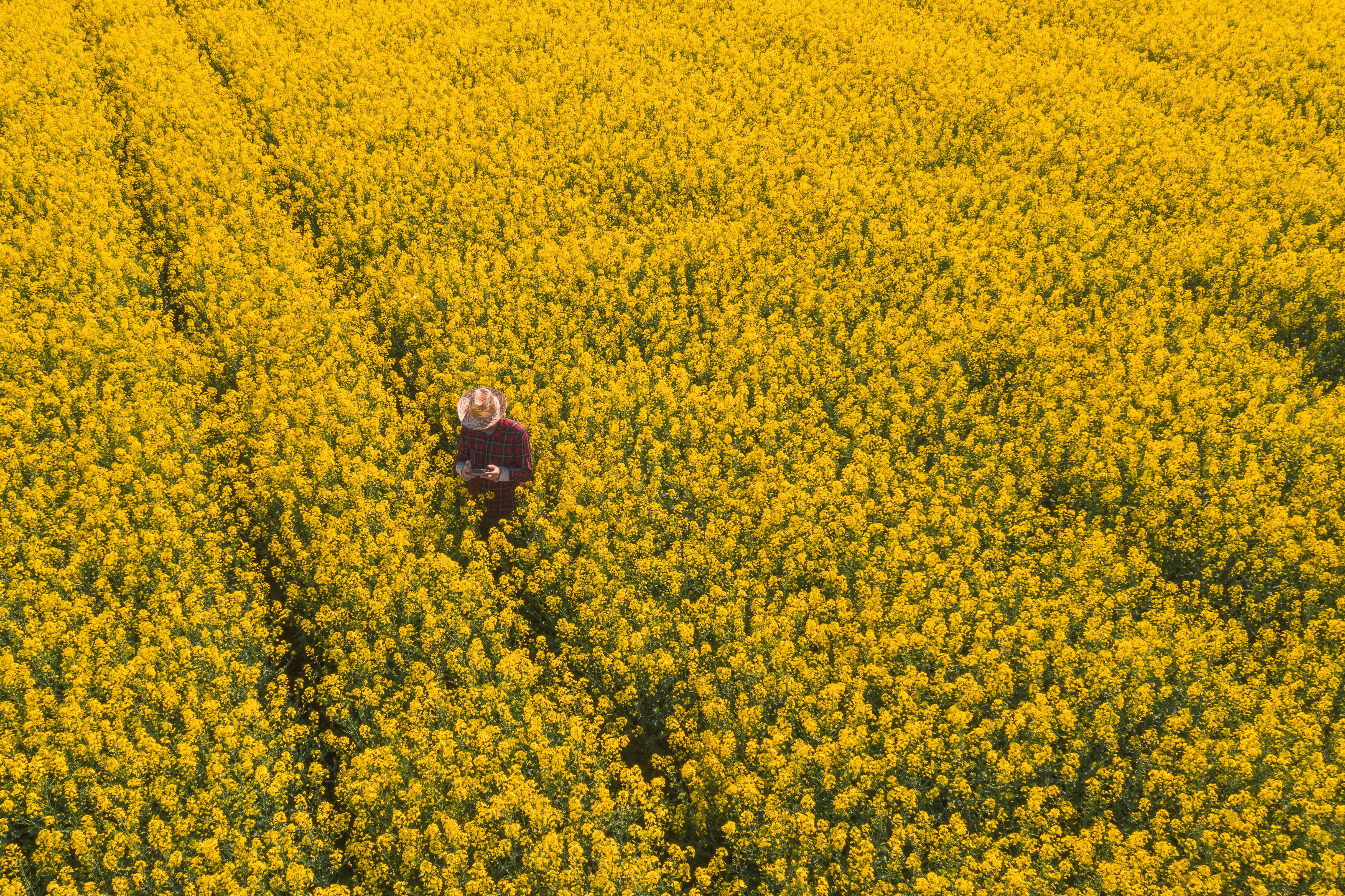 Drone image of rape farmer